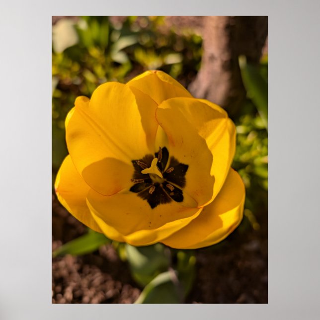 Poster Tulipe jaune macro printemps (Devant)