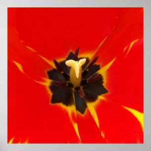 Poster tulipe jaune rouge
