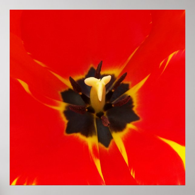 Poster tulipe jaune rouge (Devant)