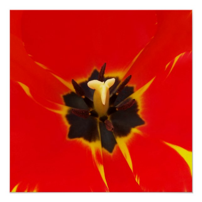 Poster tulipe jaune rouge (Devant)