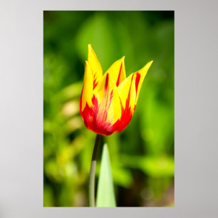 Poster Tulipe jaune vif