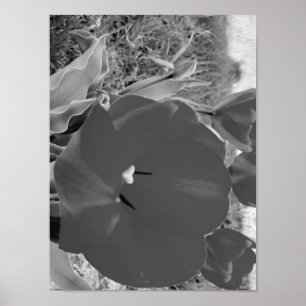 Poster Tulipe noire et blanche