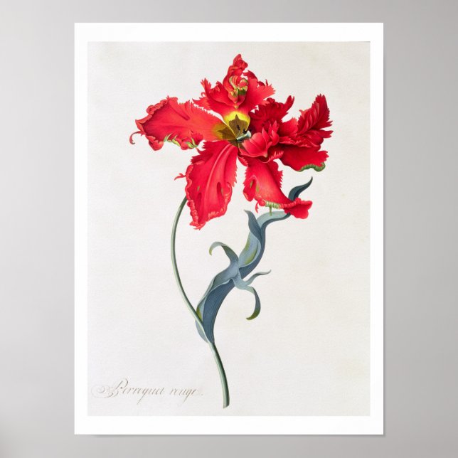 Poster Tulipe : Perroquet Rouge (Devant)