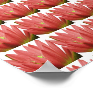 Poster Tulipe rose