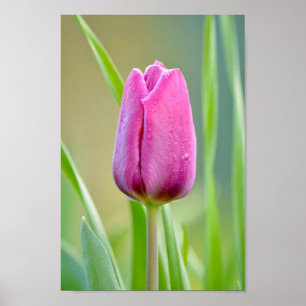 Poster Tulipe rose