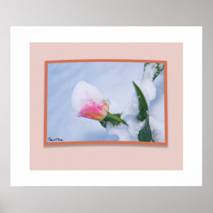 Poster Tulipe rose couverte de neige