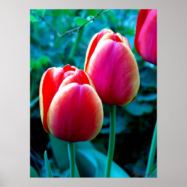 Poster Tulipe rouge (Devant)