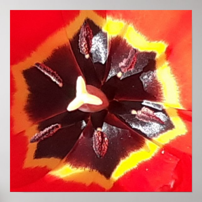 Poster Tulipe rouge écarlate (Devant)