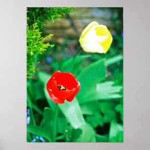 Poster Tulipes