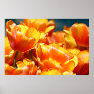 Poster tulipes