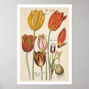 Poster Tulipes