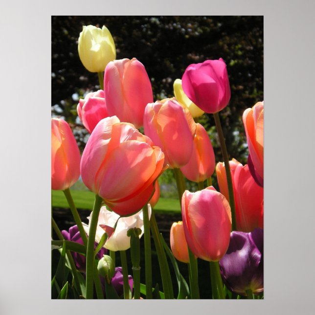 Poster tulipes (Devant)