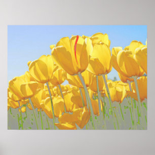 Poster tulipes