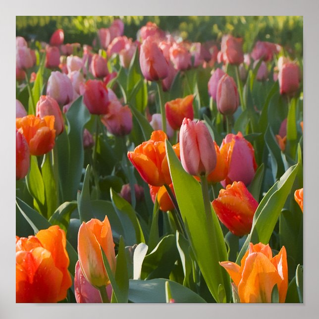 Poster Tulipes (Devant)