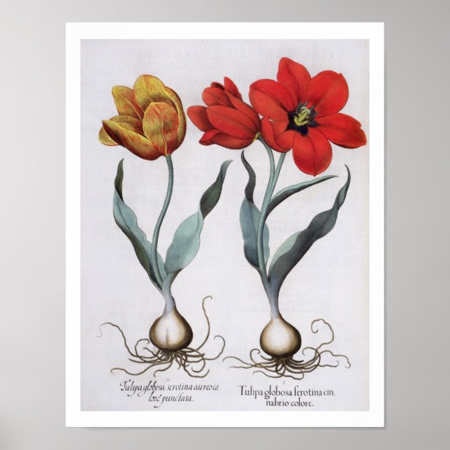 Poster Tulipes : 1.Tulipa globosa serotina cinnabrio colo (Devant)
