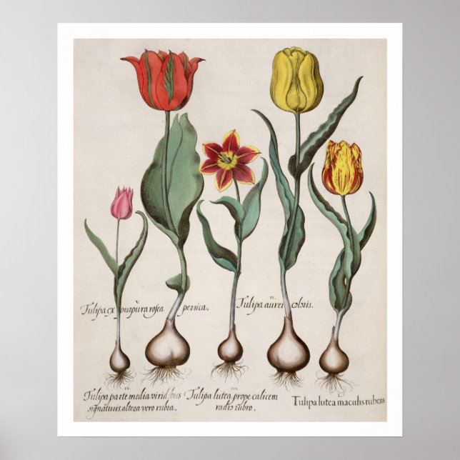 Poster Tulipes : 1.Tulipa lutea maculis rubens; 2.Tulipa  (Devant)
