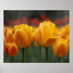 Poster Tulipes 2
