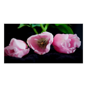 Poster Tulipes 3273