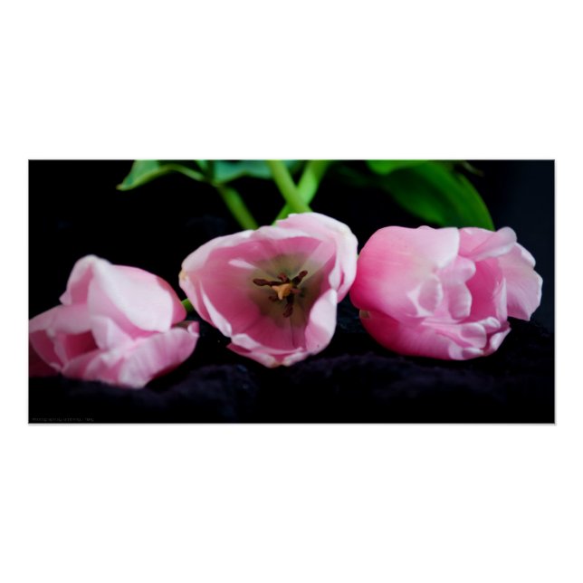 Poster Tulipes 3273 (Devant)