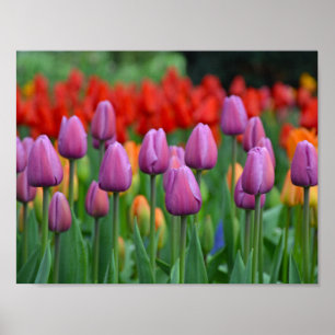 Poster Tulipes à ressort pourpre