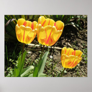 Poster Tulipes au soleil Imprimer