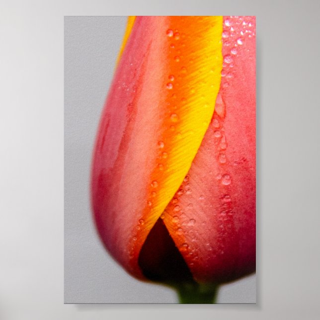 Poster Tulipes avec gouttes de pluie (Devant)