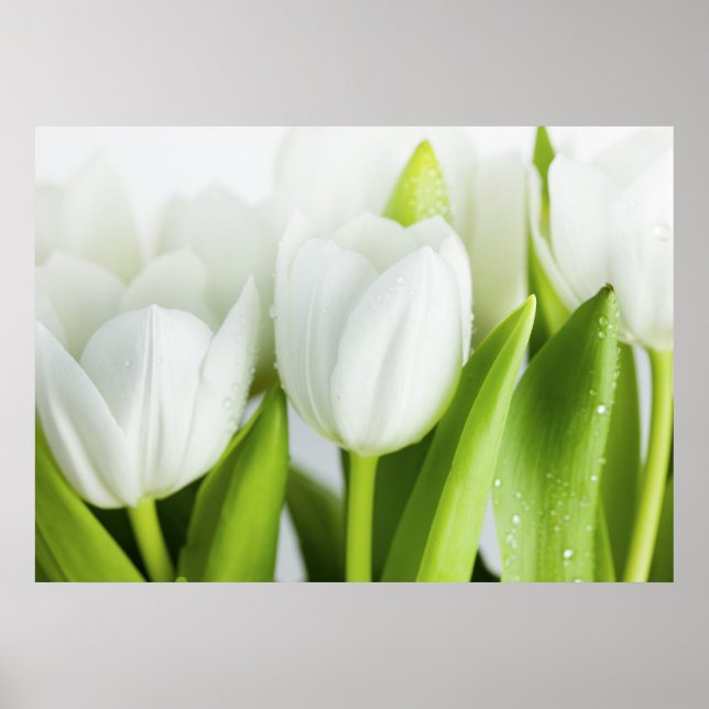 Poster Tulipes blanches (Devant)