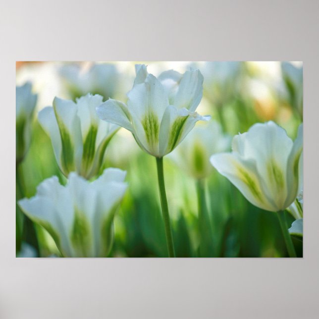 Poster Tulipes blanches (Devant)