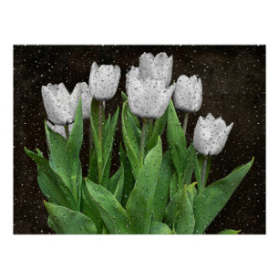 Poster Tulipes blanches avec gouttes de pluie sur verre
