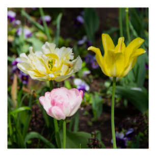 Poster Tulipes blanches, roses et jaunes dans le jardin