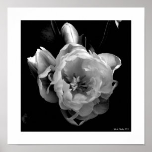 Poster Tulipes blanches sur Arrière - plan noir
