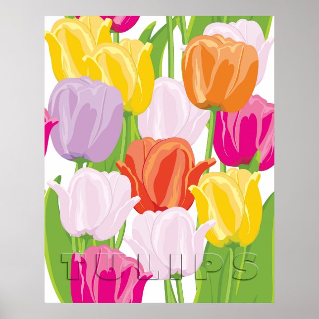 Poster Tulipes Colorées (Devant)