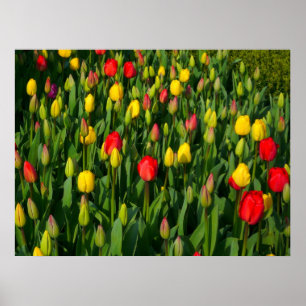 Poster Tulipes colorées