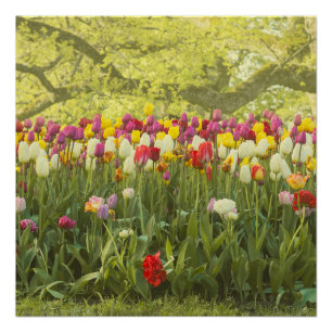 Poster Tulipes colorées dans un parc