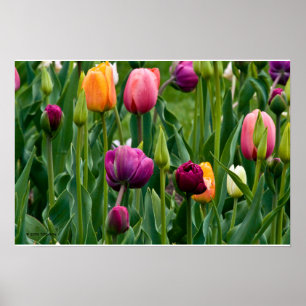 Poster Tulipes colorées Imprimer
