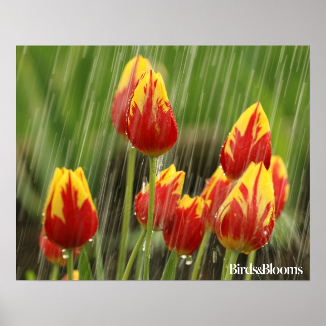 Poster Tulipes de printemps (Devant)