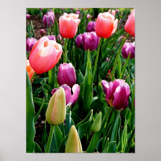 Poster Tulipes de printemps (Devant)