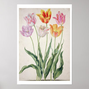 Poster Tulipes, du "Nassau Florilegium" (avec c/c sur la