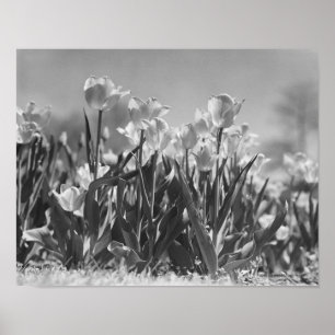 Poster Tulipes en fleur