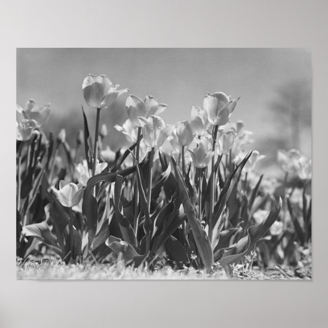 Poster Tulipes en fleurs (Devant)
