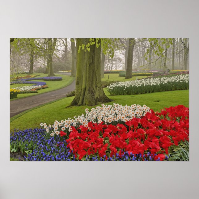 Poster Tulipes et jonquilles, jardins de Keukenhof, (Devant)
