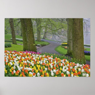 Poster Tulipes et route, Keukenhof Gardens, Lisse,