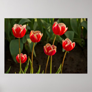 Poster Tulipes, Festival des Tulipes, Woodburn, Oregon, É