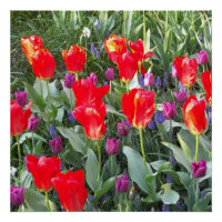 Tulipes Fleurs Fleurs Fleurs Aimer Destiny Douche