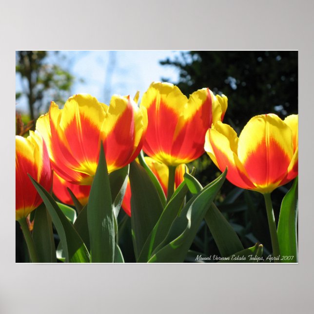 Poster Tulipes immobilières du mont Vernon (Devant)