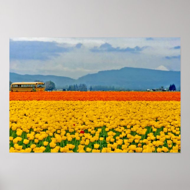 Poster Tulipes jaunes et autobus scolaire (Devant)