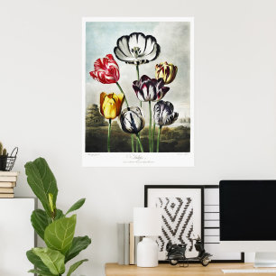 Poster Tulipes multicolores de style Régence humeur