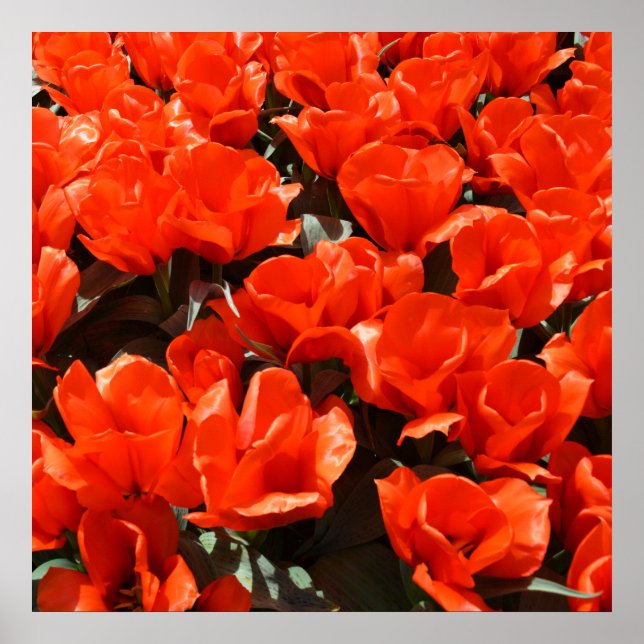 Poster Tulipes orange (Devant)