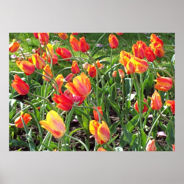 Poster Tulipes orange (Devant)