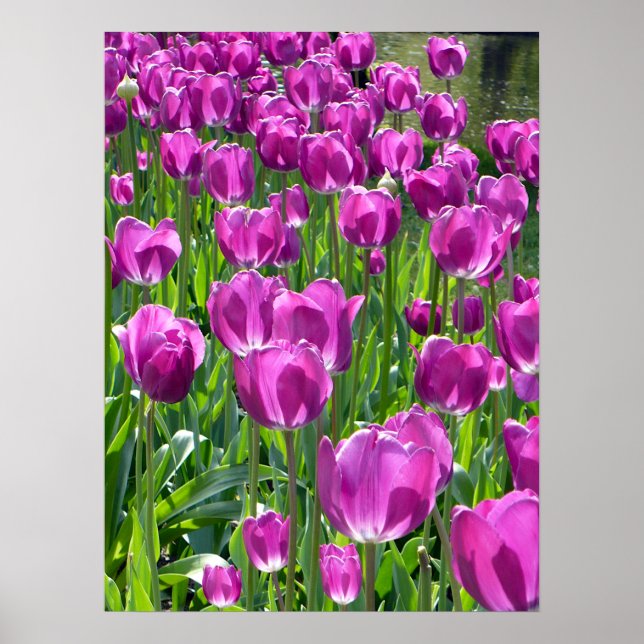 Poster Tulipes pourpres (Devant)